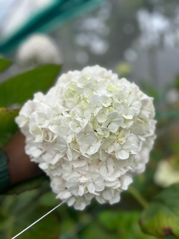 White Hydrangea